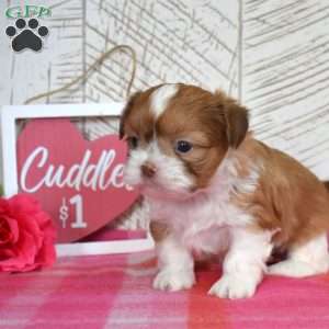 Otis, Shih Tzu Puppy